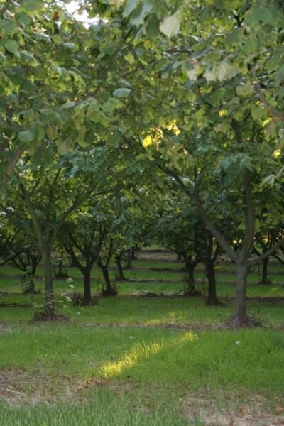 Vila La Quercia Rossa Moncalvo Exteriér fotografie